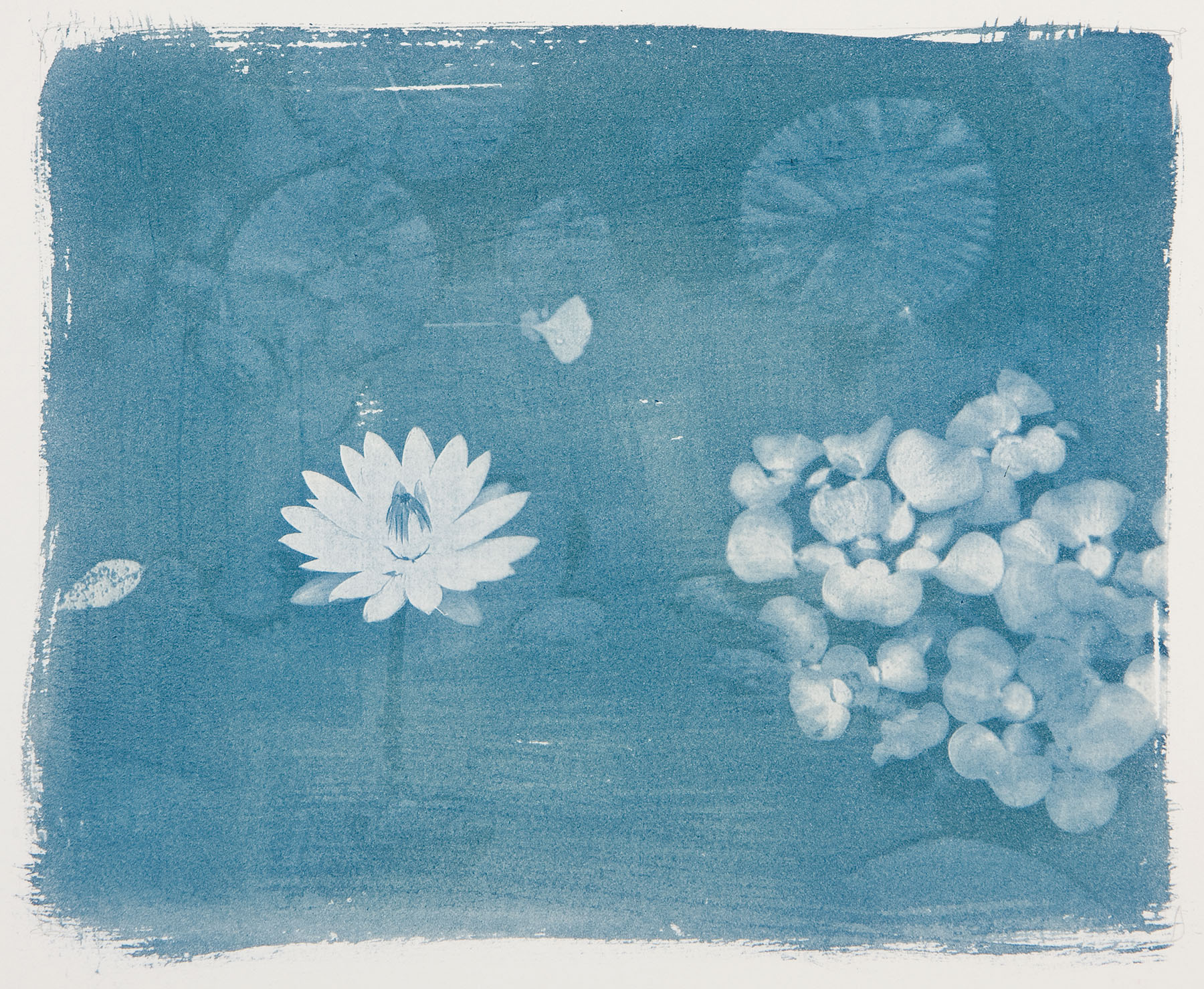 Cyanotypes Workshop | Saturday, June 21